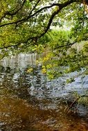 water plants on the lake