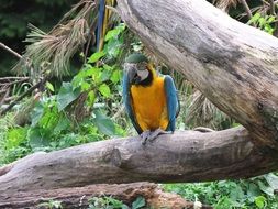 Colorful parrot in tropical forest