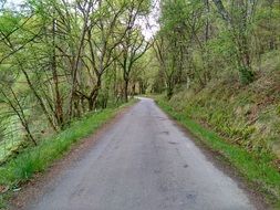 Green road in spring