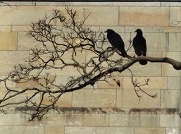 two pigeons on a tree on a stone wall background