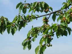 Picture of cherry tree in a garden