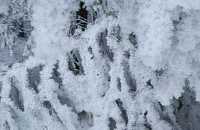 frozen branches of a tree in winter