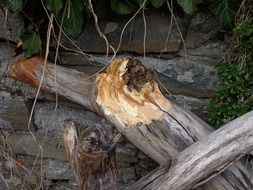 broken tree on the road in the forest