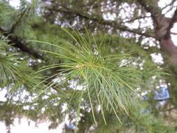 branch of conifer tree close up