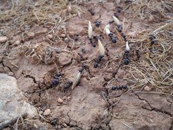 ants on the ground