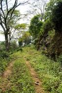 road among green grass near trees