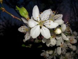 white flowers on an apple tree branch