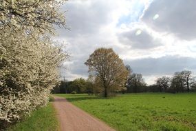 flowering trees near the road