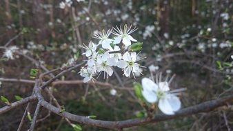 spring flowers white