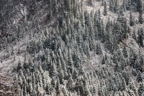 Top view of trees in snow