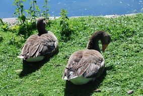 Ducks in st james park