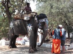 dark skin man sits on back of painted elephant, india