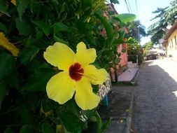 Yellow Boipeba flower