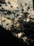 leaves back light