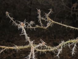 frozen leaves on a tree