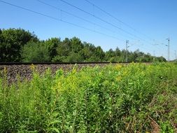 railway road among green plants