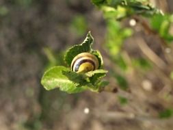 snail on green leaf