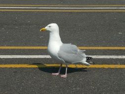 white gray gull on the highway