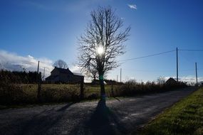 the sun behind the tree on the road