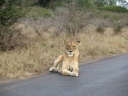 lioness sitting on the pavement