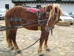 a horse in a cart rides along the street