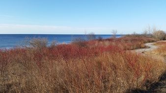 dry grass on a coast by the lake