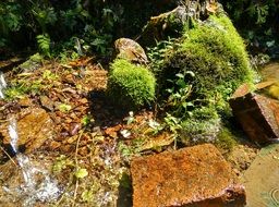 mossy stones in creek