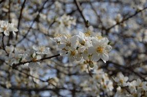 white flowers on thin tree branch