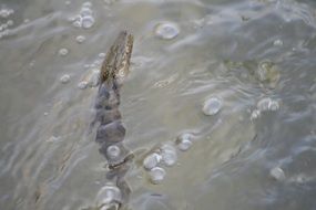 reptile in lake water