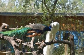 Peacock on the tree