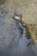 reptile in the lake