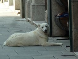 white dog lies on the street