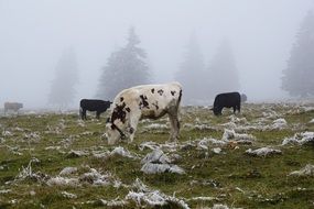 landscape of cow animals on a foggy meadow