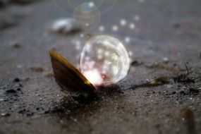 sparkles and Shell on the sand