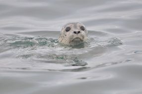 Cute harbor seal swimming ing the water