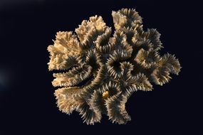 corals sea exoskeleton animal on black table