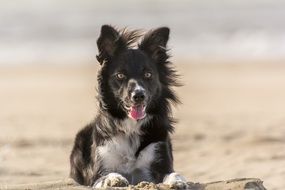 Collie dog on sand near the beach