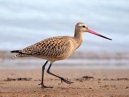 bar tailed godwit with long beak