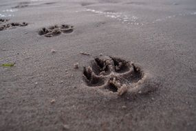 dog tracks on wet sand