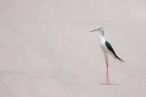 Black-winged Stilt, delicate bird on sand