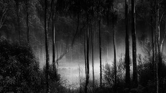 black and white photo of a mystical forest