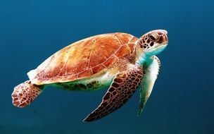 gorgeous turtle