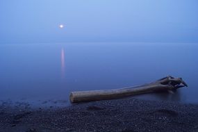 trunk shore beach driftwood scenic