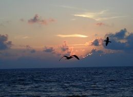 black silhouettes of birds over the ocean at dusk