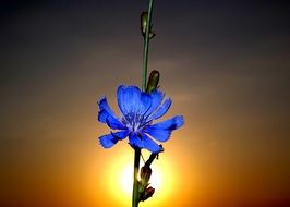 blue flower On the Sunset close-up on blurred background