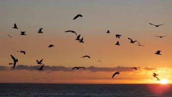 Birds over the ocean at sunset