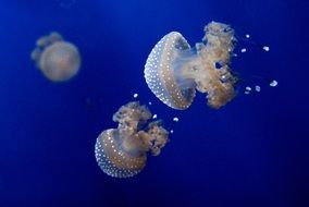 jellyfish with blue water in the tropics