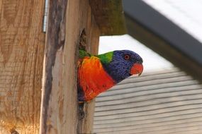 colorful parrot looking from nest box