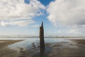 woodat the beach