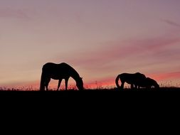 silhouettes of horses at pink sunset